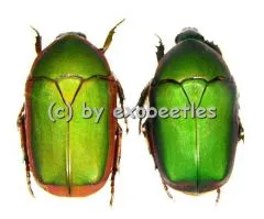 Pachnoda vossi ( 20 – 24 )