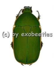 Pachnodella ( Marmylidia ) marginella ( 20 - 24 )