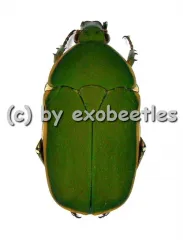 Pachnodella ( Marmylidia ) marginella ( 20 - 24 )