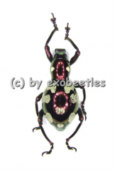 Pachyrrhynchus gemmatus purpureus ( Doliops mimicry )