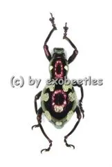 Pachyrrhynchus gemmatus purpureus ( Doliops mimicry )