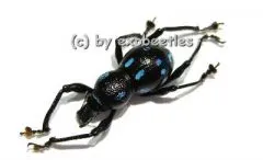 Pachyrrhynchus spec. #1 ( blau )