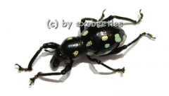 Pachyrrhynchus spec. #1 ( grün )