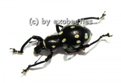 Pachyrrhynchus spec. #1 ( gelb )