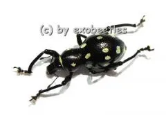 Pachyrrhynchus spec. #1 ( gelb )