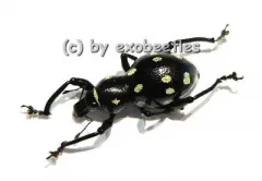 Pachyrrhynchus spec. #1 ( gelb )