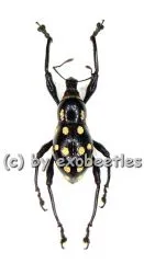 5 x Pachyrrhynchus spec. #2 ( pink )