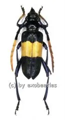 Pachyteria dimidiata