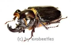 Pantodinus klugi ( 32 / 33 )