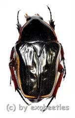 Pantolia flavomarginata