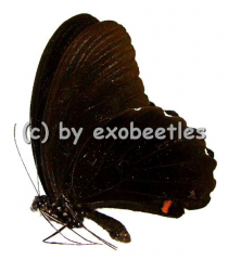 Papilio ambrax