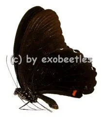 Papilio ambrax