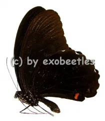 Papilio ambrax