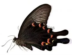 Papilio bianor