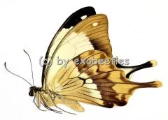 Papilio dardanus meriones