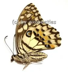 Papilio demoleus malayanus