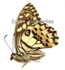 Papilio demoleus malayanus