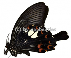Papilio helenus