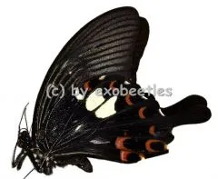 5 x Papilio helenus