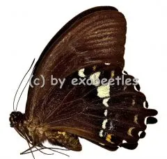 Papilio heringi