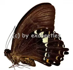 Papilio heringi
