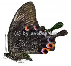 Papilio karna karna