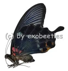 Papilio lowi zephyria