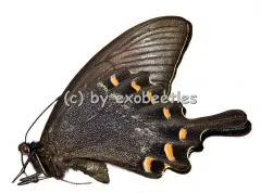 Papilio maackii maackii ( Sommer var. )