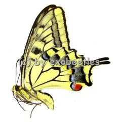 Papilio machaon venchuanus