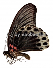 Papilio memnon