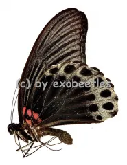 Papilio memnon