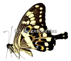 Papilio menestheus