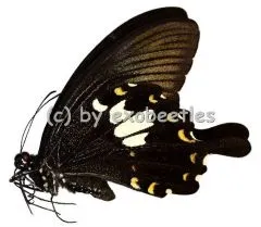 Papilio nephelus chaon