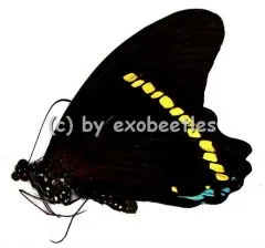 Papilio nireus