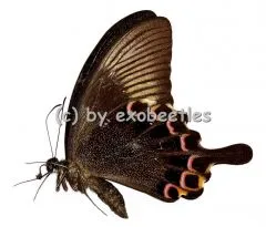 Papilio paris paris