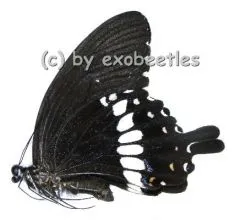 5 x Papilio polytes romulus