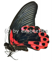 Papilio rumanzovia semperinus ( rote var. )