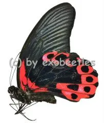 Papilio rumanzovia semperinus ( rote var. )