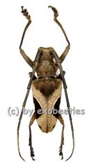 Paraleprotera crucifera ( 25 – 34 )