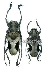 Paraleprotera crucifera ( M 25 – 34 )