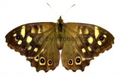 Pararga aegeria A2