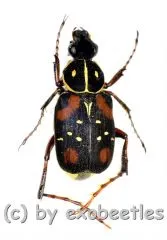 Paratrichius ricchiardii ( 10 – 14 ) A2