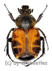 Paratrichius vitalisi ( 10 – 19 )