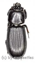 Passalidae spec. #6