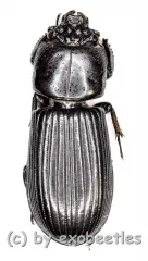 Passalidae spec. #6