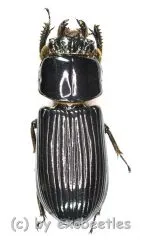 Passalidae spec.
