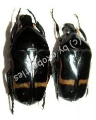 Pedinorrhina septa septa ( 15 - 19 ) A1-