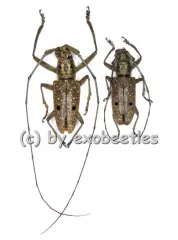 Pelargoderus alcanor thomsoni ( M 20 - 24 )