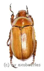 Pelidnota strigosa ( 20 – 24 )