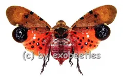 Penthicodes atomaria